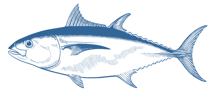 southern blue fin tuna portland Victoria 2021